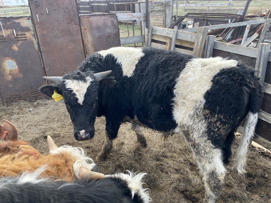 Бұқалар Бычки КРС