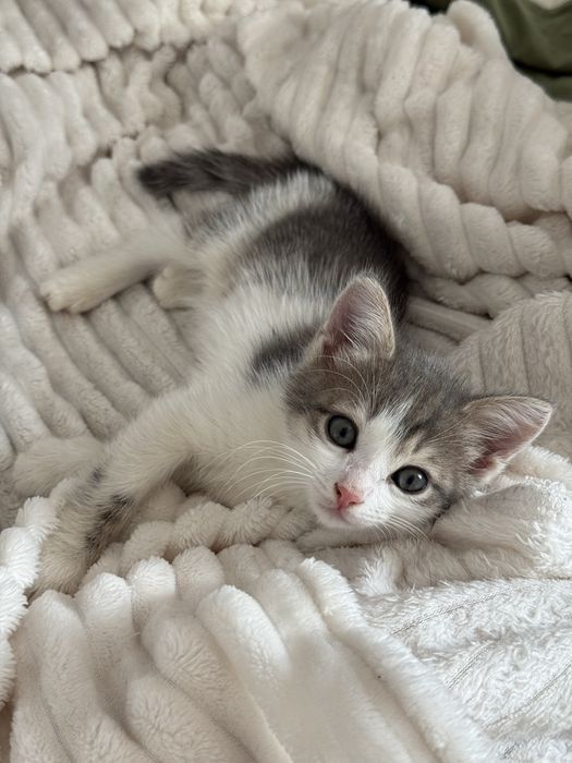 Отдам котенка в добрые руки. Мальчик.