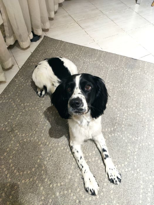 Вязка. Русский охотничий спаниель.