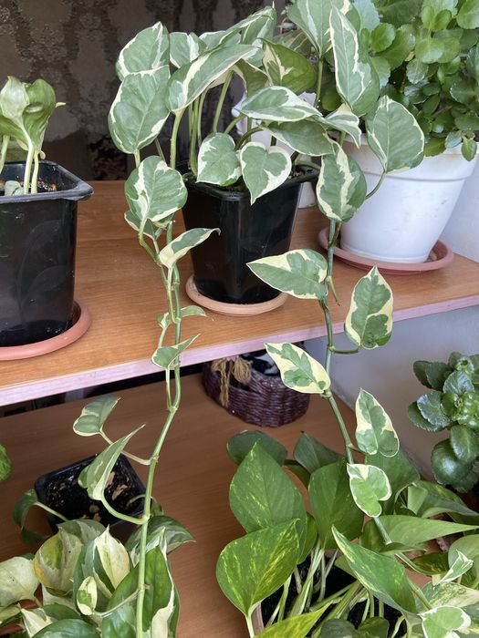 Продам вьющийся сортовой сциндапсус