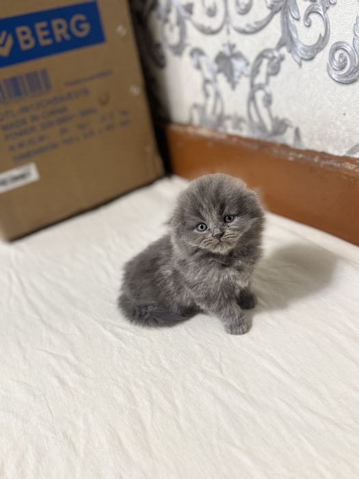 котята Scottish Fold и Straight в продаже$