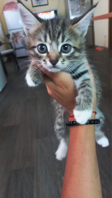 Котят в добрые руки ,3 мальчика и 1 девочка