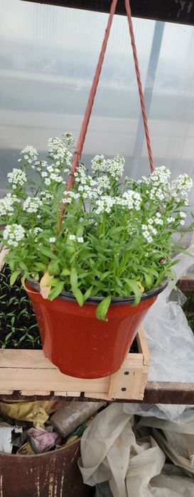 Продам цветы. Одналетки