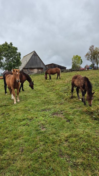 De doi minji ,preț negociabil