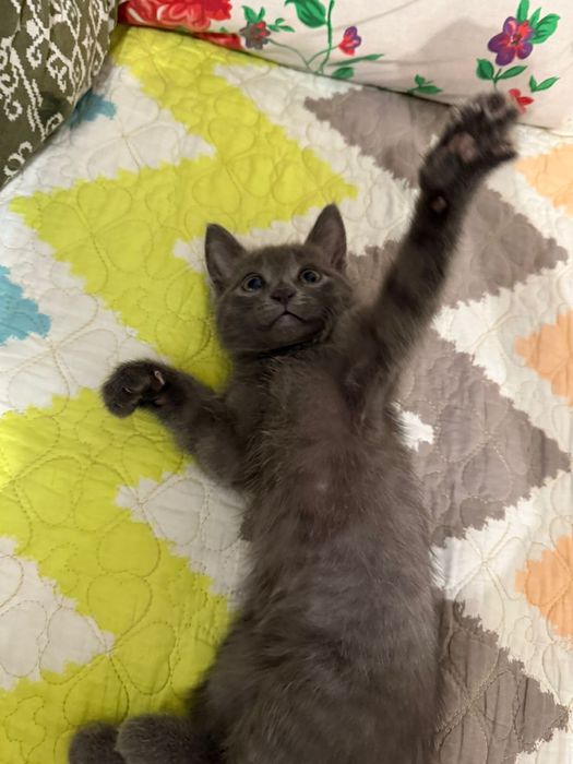 Отдается котенок в добрые руки