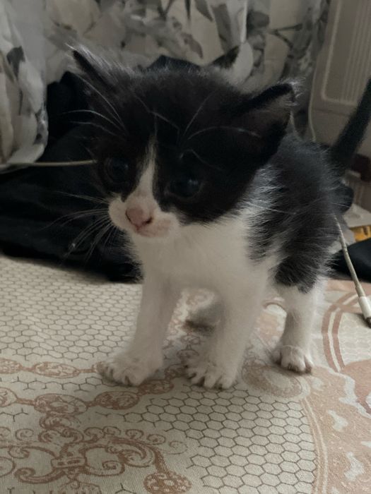 Котята ласковые