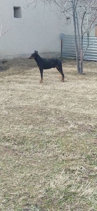 Doberman zotli it sotiladi