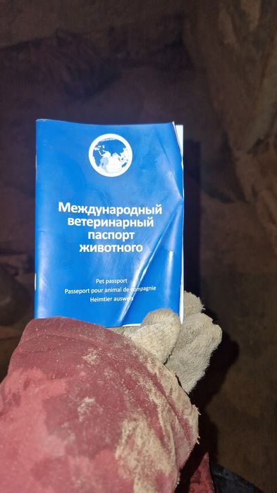 Немецкий овчарка