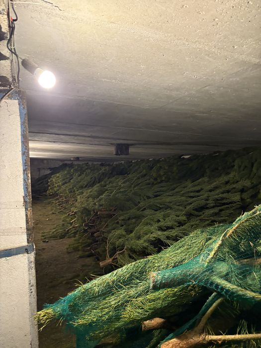 Елки оптом в петропавловске