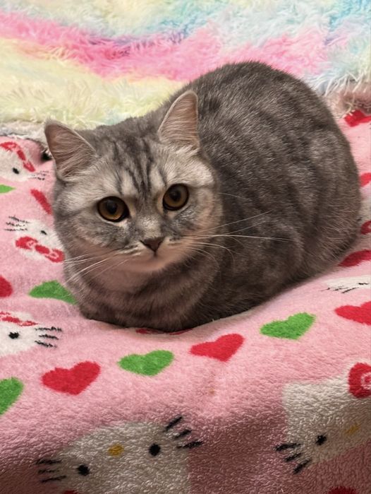 Британская кошка