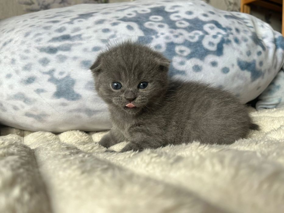 Бронь британских котят