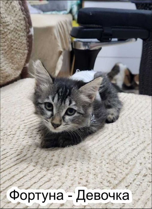 Отдам котят в добрые руки!