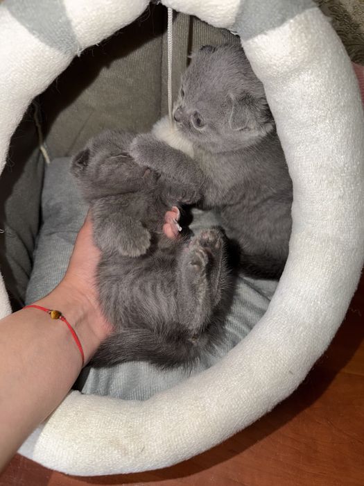 шотландские котята