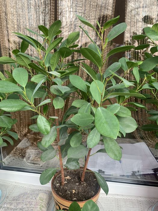 Фикус макламе /мокламе