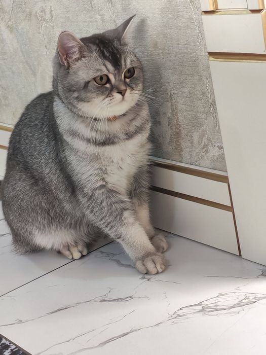 Serebristiy shinshila