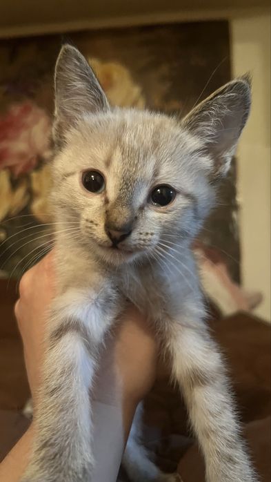 котята тайского кота