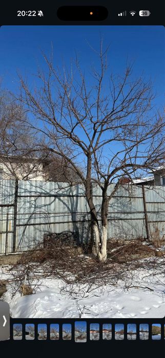 Обрезка деревьев Ағаш кесу