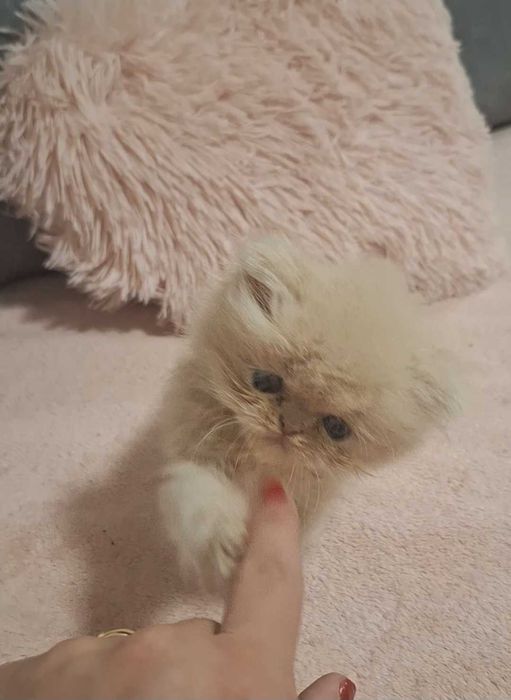 Персииски котенца