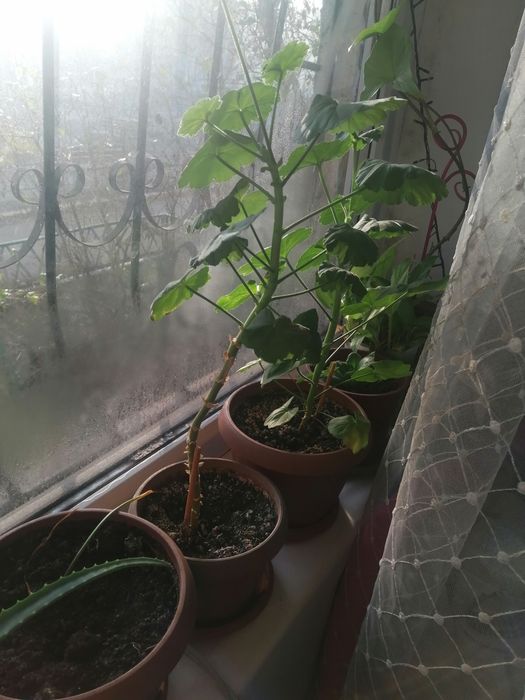 Цветы комнатные в горшках