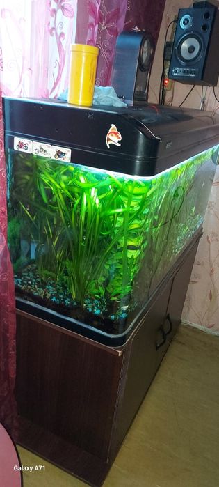 Аквариум оригинал