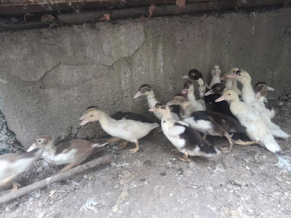Продам индоутят разного окраса