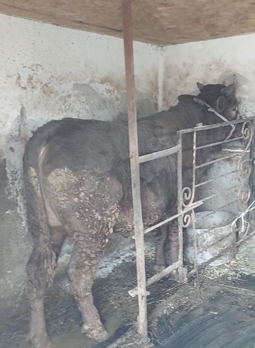 Сатылады семыз огыз