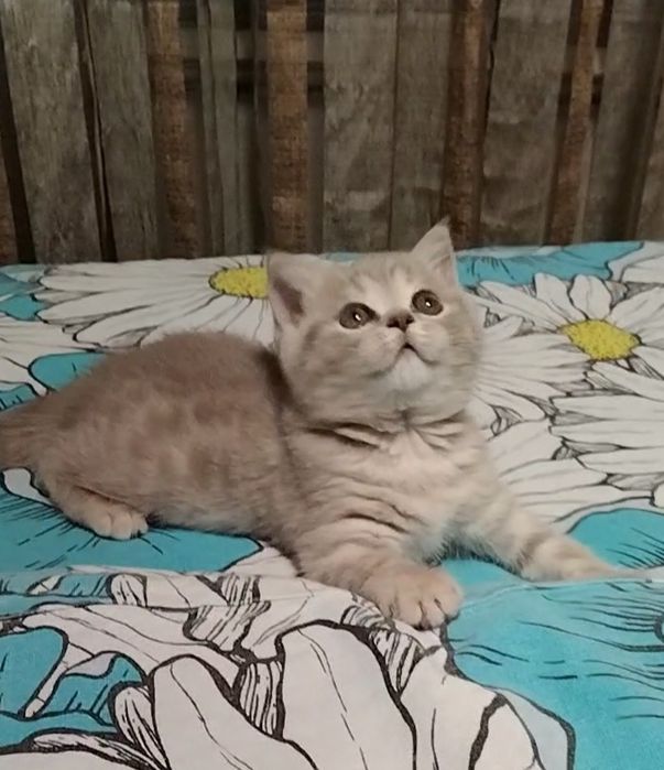 Шоу класс! Девочка.