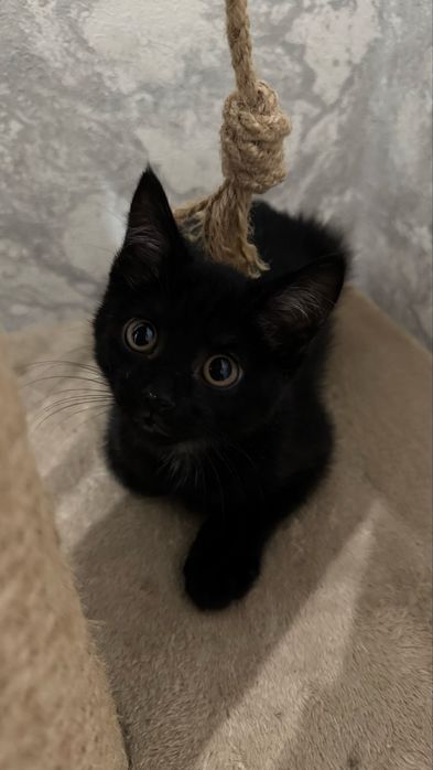 Котенок в хорошие руки