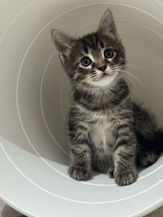 Отдам котенка в добрые руки