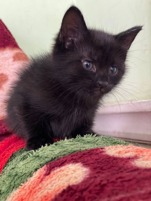 Hadiya.  Отдам в добрые руки