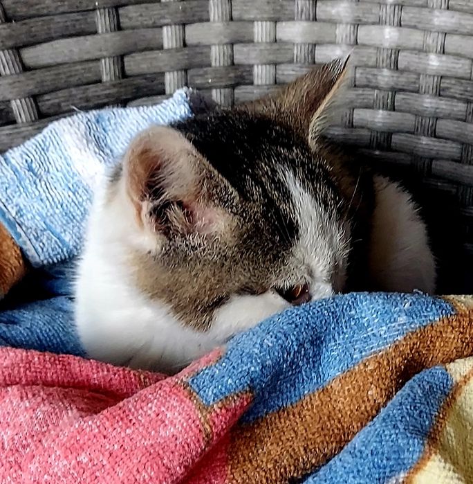 Ласковый котик от крысоловки
