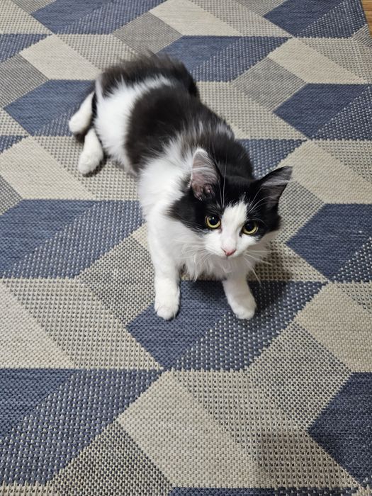 Буся в добрые ручки.