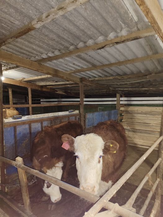 продам откормленных телок