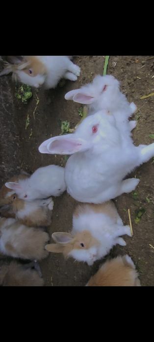 Iepuri de vânzare !