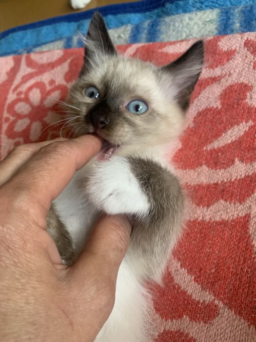 Котята в добрые руки!