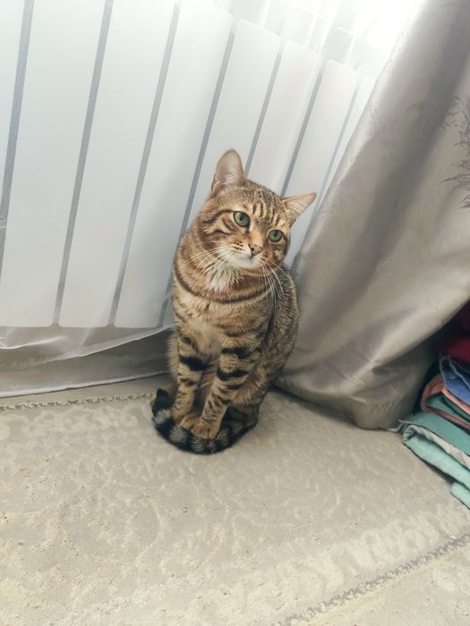 Нету гарантия даберенни