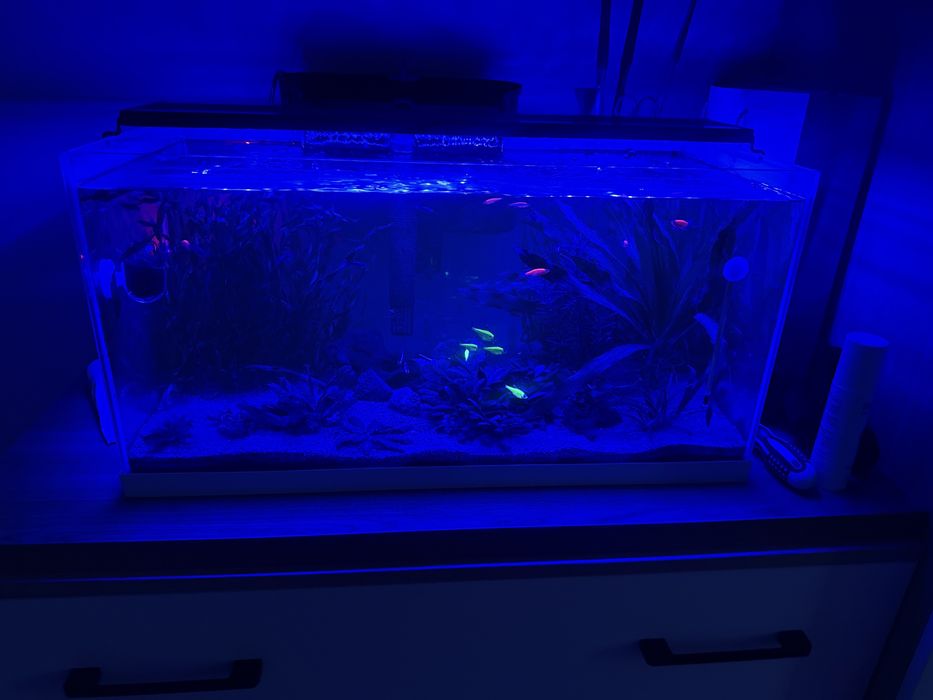 Аквариум 55л со всеми