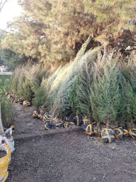 Хар хил турдаги АРЧАЛАР