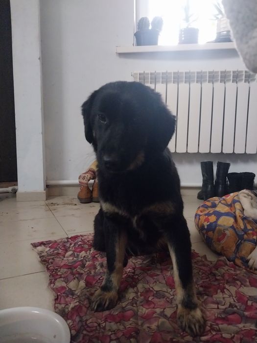 Возьмите собачку