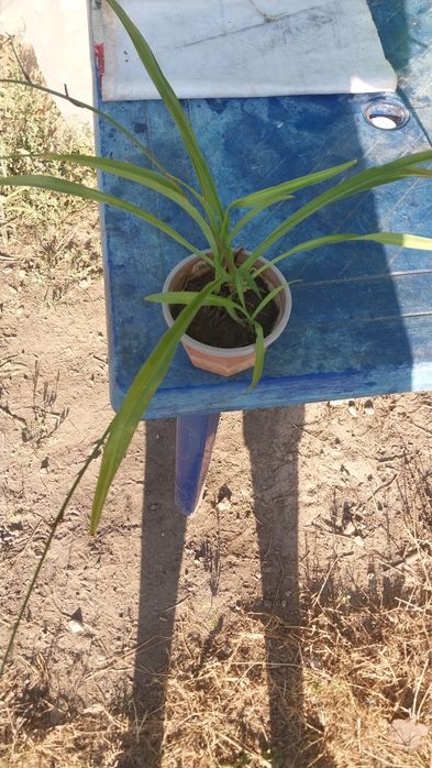 Продам хлорофитумы