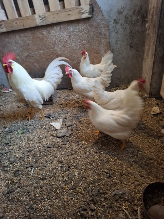 Oua de incubat italian alb și australorp