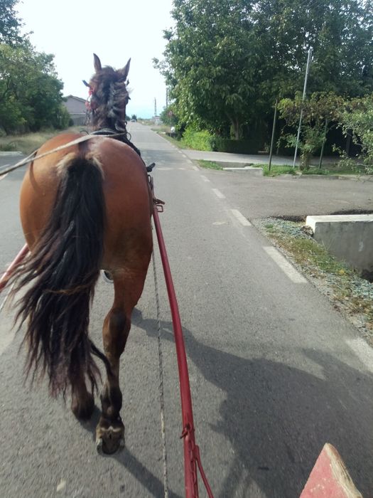 Vând iapă de un an și 2 luni