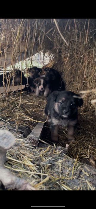 Donez cățeluși găsiți abandonați