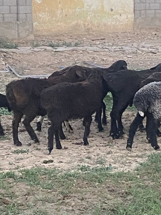 Еркек екы қозы сатылады