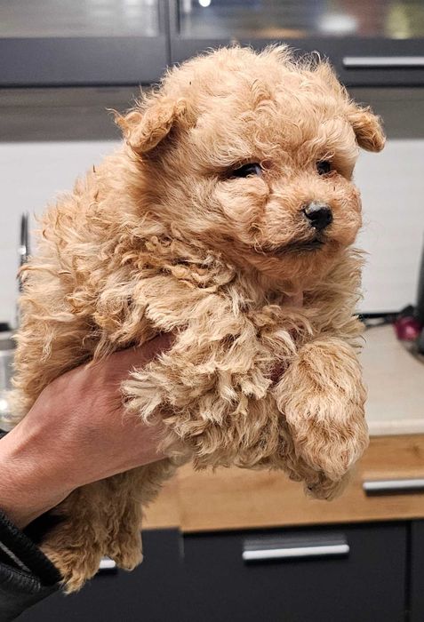 Pomapoo Померан/Пудел