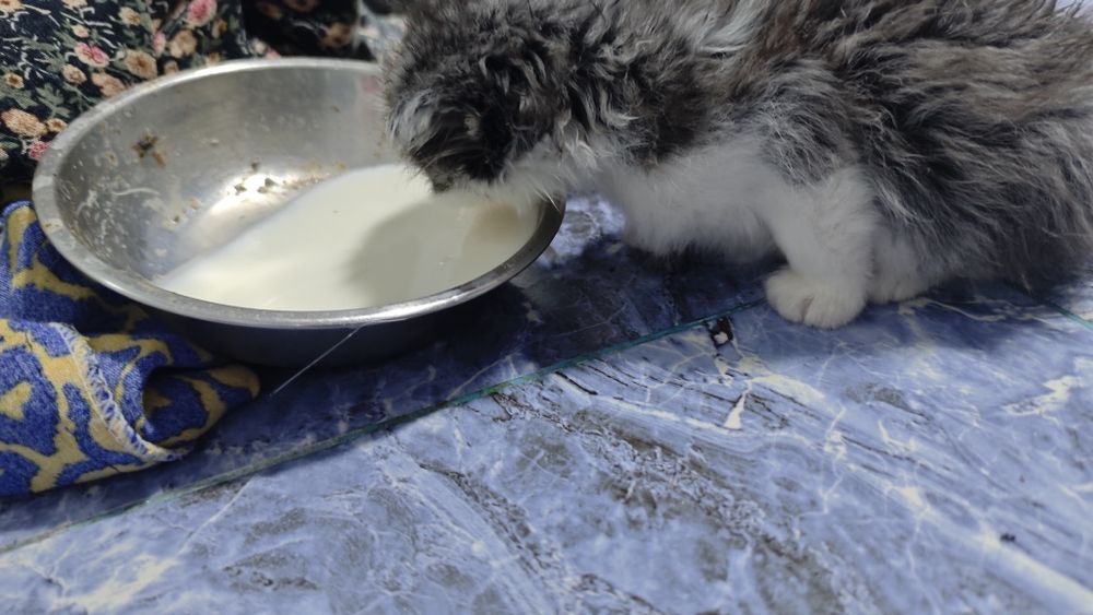 Котёнки в хорошие руки