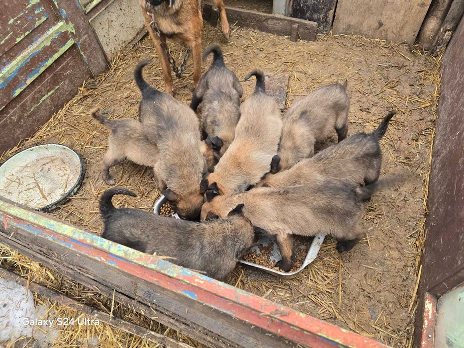 Бебета Белгийска овчарка