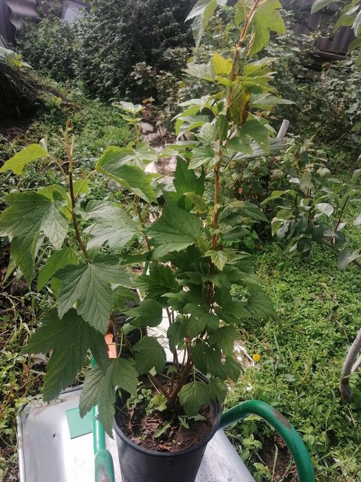 Саженцы чёрной смородины