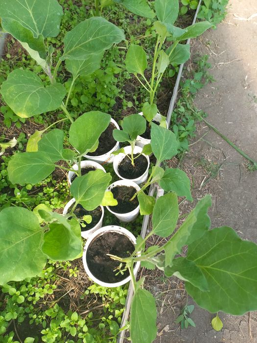 Продам рассаду недорого