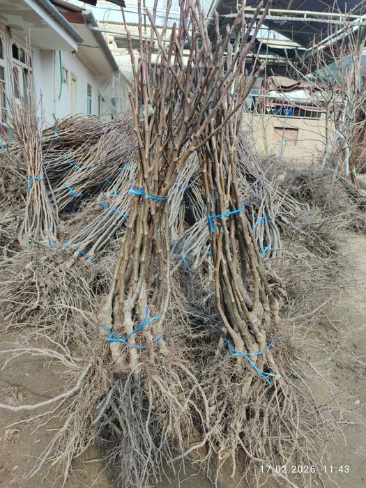 Кўчатлар мевали !